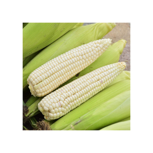 Suministro directo de fábrica de maíz blanco a granel para exportación y comercio - Product Image 2