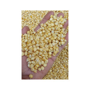 Maíz Blanco disponible para suministro a granel con entrega rápida y calidad premium - Product Image 4