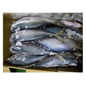 Pescado Congelado: Caballa del Pacífico - Suministro al por Mayor de Caballa del Pacífico - Product Image 6