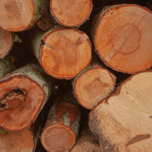 20-24 Round Hardwood Timber <b>Logs</b> For Sale - Product Image 2