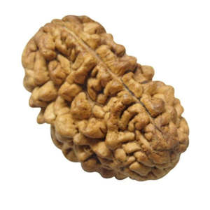 Rudraksha 1 Mukhi d'Inde, 100% originale et certifiée, en forme de demi-lune, gemme religieuse hindoue pour cadeau - Product Image 4