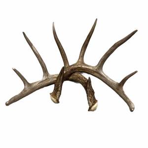 Direct Factory Durablement Naturel Daim Antler Chien Mâcher et Pour La Santé Dentaire - Product Image 4
