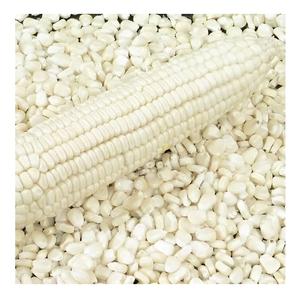 เมล็ดข้าวโพดขาวคุณภาพสูงสำหรับอาหารสัตว์ / เมล็ดข้าวโพดขาว - Product Image 3