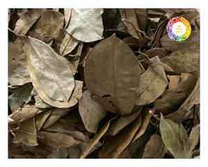 Soursop Graviola Leaves Grown in Vietnam Naturally Dried for <b>Tea</b> and Herbal Remedies Bulk Supply or Retail Packs Available - Product Image 6