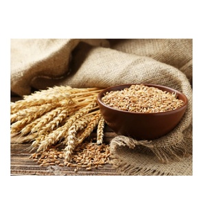 Grano de Trigo Premium en Venta, Grano de Trigo Fresco de Alta Calidad Disponible en Pedidos al por Mayor para Venta al por Mayor y Exportación - Product Image 2