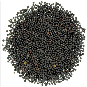 Achetez des graines de colza d'origine américaine Stock Livraison rapide à bas prix Meilleures graines de qualité pour l'agriculture Durée de conservation de 24 mois disponible maintenant pour - Product Image 1