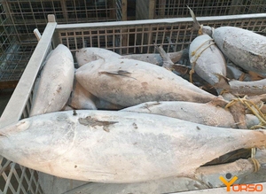 באיכות גבוהה עבה Skipjack טונה שבבי דגים מיובשים תוצרת אוסטריה kastuobushi בוניטו - Product Image 3
