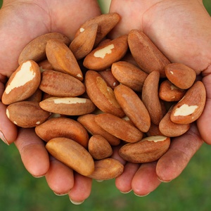 Raw Brazil <b>Nut</b> <b>Kernels</b> Shelled Midget Size Grade 160-180 per Pound Dried Natural <b>Nut</b> for Cooking For Sale - Product Image 1