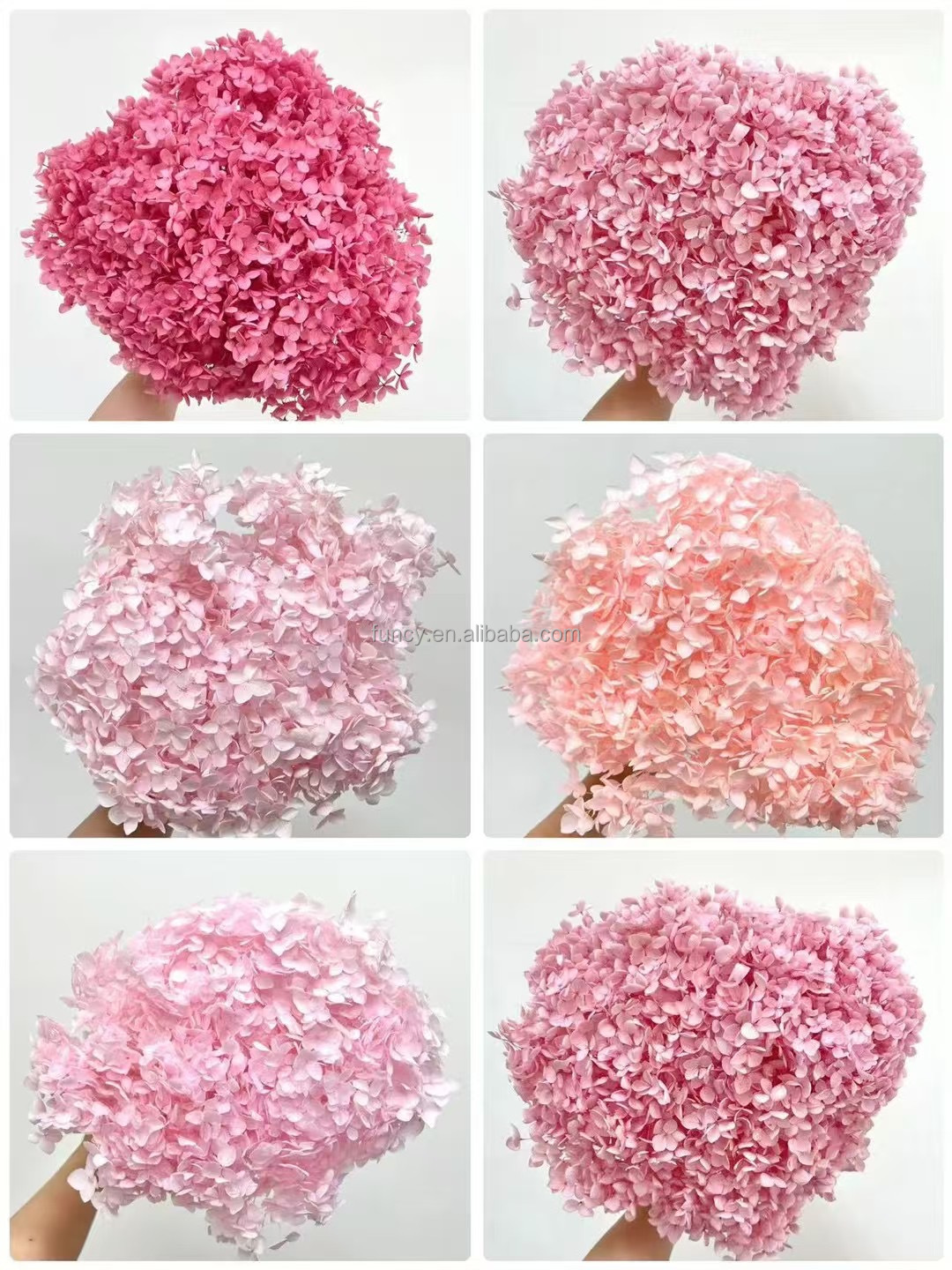 Ombre rose