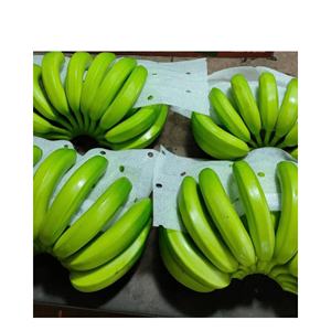 Nouvelle récolte 2024 - Cavendish banane-Prix de vente d'usine du Vietnam banane pour l'exportation de fruits frais de 99GD - Product Image 4