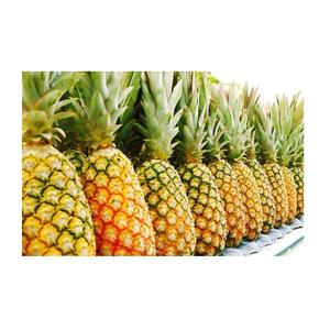 <b>Fresh</b> <b>Pineapple</b> Wholesale - Premium Quality and Competitive Price - Product Image 2
