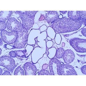 Prepared Microscope <b>Slides</b> Testis Mammalian for Spermatogenesis Study - Product Image 1