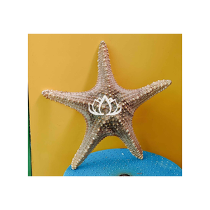 Coquillage pour l'exportation Seastar Coquillage Vietnam Étoile de mer Séchée Décoration Cadeau 2023 Tendance Artisanat - Product Image 4
