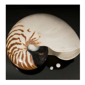 Carcasa decorativa Nautilus para proyectos de arte y exhibición de conchas personalizadas del proveedor de datos de oro 99 de Vietnam - Product Image 6