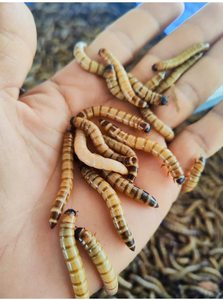 Alimento Premium para Animales de Vietnam para Exportación: Gusanos de la Harina Secos y Larvas de BSF con Alto Contenido de Proteína - Product Image 4