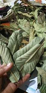 Hojas de Guanábana Secas Naturales de Alta Calidad de Vietnam - Bolsa de 5 kg, 2 Años de Vida Útil, Precio Competitivo y Muestra Disponible - Product Image 3