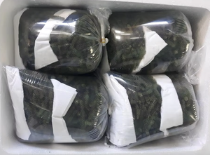 องุ่นทะเลคุณภาพพรีเมี่ยมสำหรับใช้ในการทำอาหารและใช้เป็นยา - Product Image 2