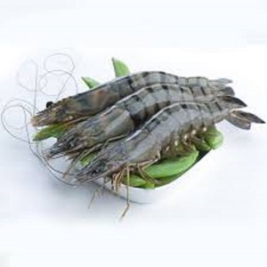 Crevettes Tigre Noires Fraîches de Haute Qualité en Boîte – En Stock, Livraison Rapide, Meilleur Prix Disponible, Commandes en Gros, Achetez Maintenant - Product Image 1