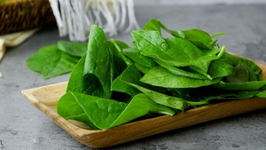 Épinards à feuille de catappa bio cueillis à la main Clean Label Supplément de soutien immunitaire à base de plantes - Product Image 2