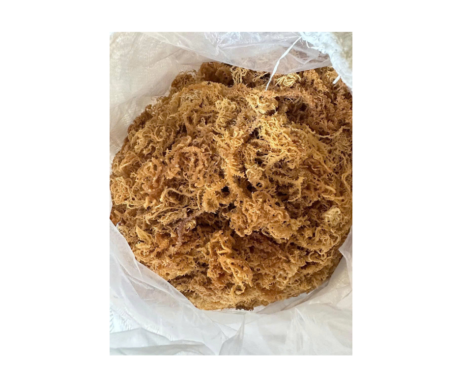Export-Grade Cottonii Seaweed - Vietnam Finest Natural Seaweed for Gel Extraction and Health Products
