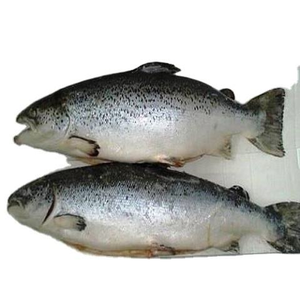 Pescado Congelado de Aguas Profundas de Alaska, Pesca Salvaje Premium, Mariscos Congelados - Product Image 1