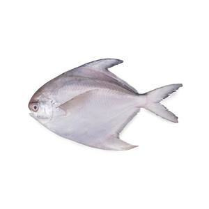 Pescado pomfret blanco plateado a precio de descuento disponible para suministro al por mayor con entrega rápida - Product Image 2