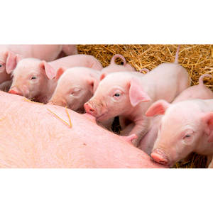 Aditivos Alimenticios AciMix de Primera Calidad para Cerdos, Ácido Benzoico Enfocado en la Salud Digestiva-Intestinal - Product Image 2