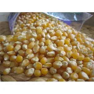 Профессиональное качество, желтая кукурузная Кукуруза для человека и животных, потребление желтой кукурузы для корма для птицы.