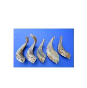 Décor de table utiliser Shofar corne fait à la main fabriqué à la main véritable corne de mouton 100% fait à la main meilleure qualité corne de mouton Table de fête ont été utilisés - Product Image 4