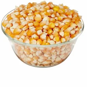 Hochwertiger gelber Mais Weißer Mais/Mais für Menschen-und Tierfutter