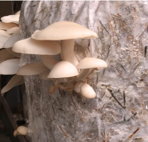 Aserrín para Cultivo de Hongos (Esterilizado) - Product Image 5