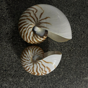 Conchas marinas de grado superior bien pulidas, Vietnam, seleccionadas a mano para artesanías y diseño de interiores, decoración ecológica de conchas marinas - Product Image 6