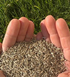Lolium perenne de qualité supérieure - Ryegrass anglais vivace. Haute qualité, croissance très rapide, installation rapide et résistant au froid (Thrive DLF) - Product Image 3