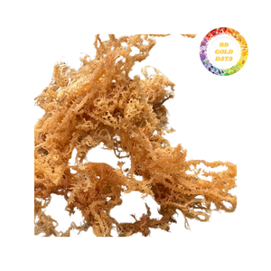 Bulk Wholesale <b>Dried</b> Cottonii Seaweed Sea Moss with Standardized Drying and Sorting-Vietnam Carrageenan <b>Plants</b> - Product Image 1