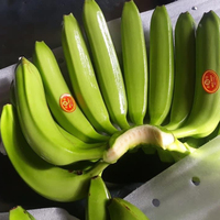 Verse Cavendish Bananenlandbouw Product Vietnam Met Beste Kwaliteit Voor Export