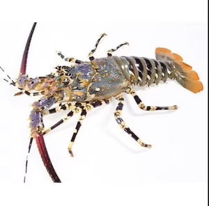 ล็อบสเตอร์แช่แข็งทั้งหมดบรรจุในกล่องสำหรับใช้ในอาหาร - Product Image 2