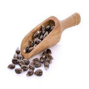 Venta al por mayor de semillas de ricino indias, suministro de fábrica 100 por ciento de semillas secas naturales de Ricinus Communis, alta calidad, limpias y clasificadas - Product Image 1