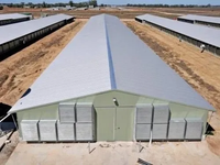 Gallinero de Estructura de Acero con Sistema de Ventilación Automático para Granja Avícola