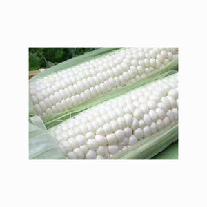 Maíz blanco de alta calidad/Maíz para alimentación animal/Proveedores de maíz amarillo-blanco a granel - Product Image 3