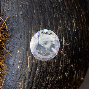 Chips de noix de coco de mer 100% naturelles, blanches, déshydratées, Lodoicea Maldivica, superaliment pour le thé et la santé - Product Image 3