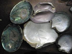 Concha de Abulón Ecológica, Madreperla para Manualidades - Product Image 4