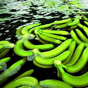 Bananes Cavendish fraîches de qualité supérieure - Qualité d'exportation de classe I - Approvisionnement en vrac - Product Image 5