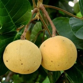 Polvo de Extracto de Fruta Silvestre Santol, Ingrediente de Grado Alimenticio, Fabricante OEM de Tailandia, Marca Siammit - Product Image 5