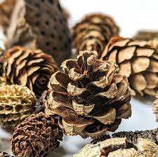 Pinecone <b>Christmas</b> Ornament Organic And Simple <b>Offering</b> A Classic Look For Holiday Decor Seasonal Crafting And Family Gatherings - Product Image 3