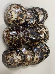 Conchas decorativas para lapas Concha Ovalada para Lapa para decoración de festivales | Bonita concha de Lapa a buen precio - Product Image 3