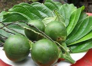 ÉTIQUETTE DE NETTOYAGE DES NOIX ARECA CONGELÉE INGRÉDIENT NATUREL POUR PRODUITS DE SANTÉ À BASE DE PLANTES ET SUPPORT DIGESTIF - Product Image 6