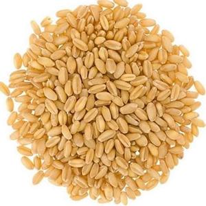 Parfait comme produit de première classe, 2022-blé dur biologique - Product Image 6