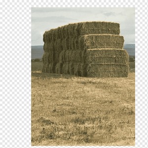 Pacas de heno de alfalfa seca pura 98% para alimentación de ganado, heno de alfalfa de calidad superior de exportación disponible en cantidades a granel - Product Image 6