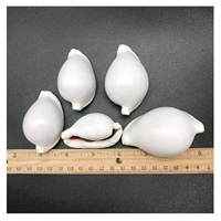 8cm grande coquille d'oeuf bien polie | Rare blanc lapin cauris coquillages exclusif plage Souvenir boutique de cadeaux inventaire qualité supérieure