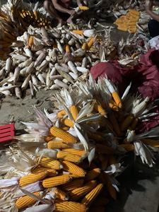 ข้าวโพดแห้งตกแต่งเหมาะสำหรับฤดูใบไม้ร่วงวันขอบคุณพระเจ้าหรือการตกแต่งธีมเก็บเกี่ยวนำความอบอุ่นแบบชนบทเข้ามาในบ้านของคุณ - Product Image 3